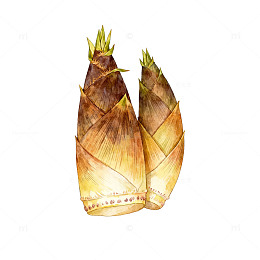 水彩笋尖美食插画素材