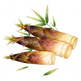 水彩竹笋插画设计元素