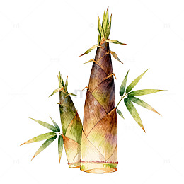 水彩竹笋插画素材