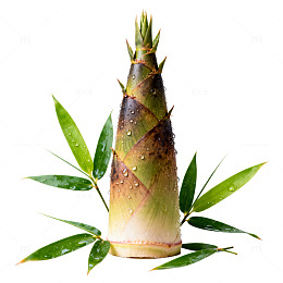 清新竹林竹笋绿叶设计素材