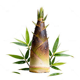 清新竹笋绿叶植物插图