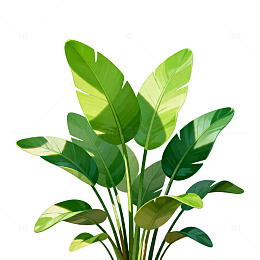 绿色植物插画设计素材