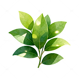 绿色树叶插画素材