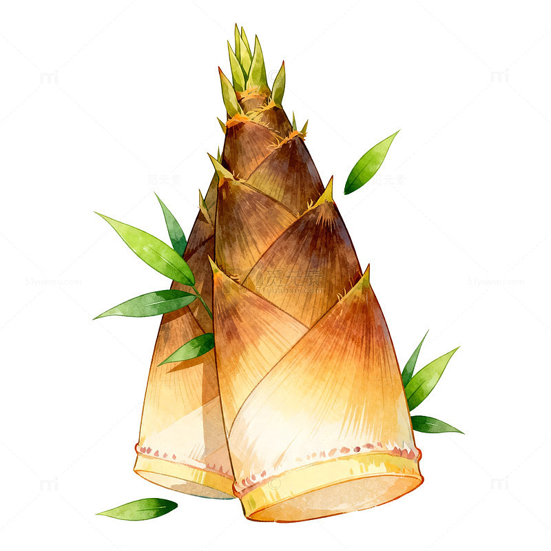 水彩笋尖插画设计素材