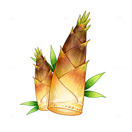 水彩风格竹笋插画