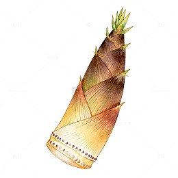 水彩画竹笋食材插画素材