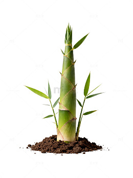 绿色竹子植物盆栽