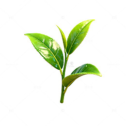 清新绿茶叶特写