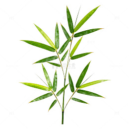 竹叶绿色植物插画素材