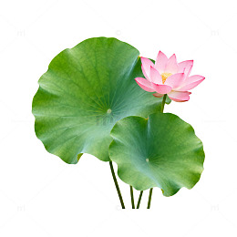 荷花绿叶自然风景片