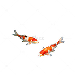 水彩锦鲤荷叶图