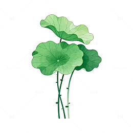 绿色荷叶手绘植物插画
