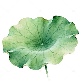 水彩荷叶植物画手绘素材