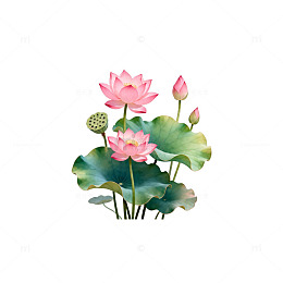 水彩荷花荷叶插画设计元素