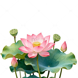 水墨荷花水彩画装饰素材