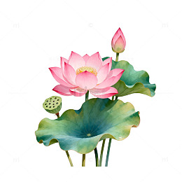 水彩荷花图