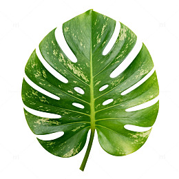 绿色植物叶片特写素材