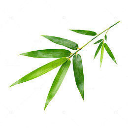 竹叶清新绿色植物素材