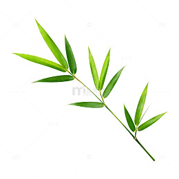 翠绿竹叶特写片