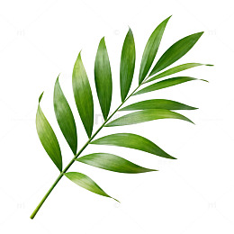 绿意盎然棕榈叶剪影