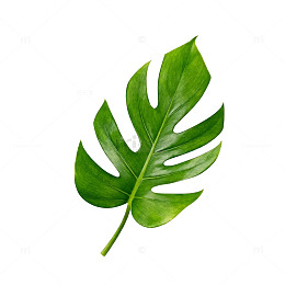 绿色植物叶片插画