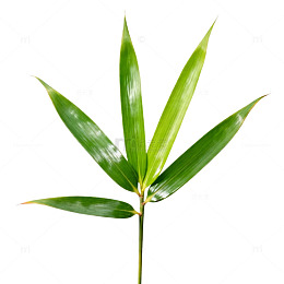 翠绿竹叶特写素材