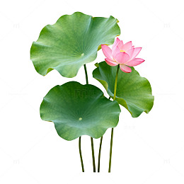 荷花荷叶手绘插画素材