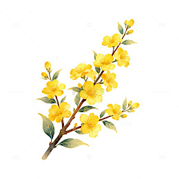 水彩迎春花插画