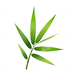 翠绿竹叶特写植物素材