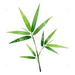 翠绿竹叶特写植物插图