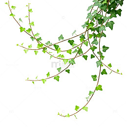 绿藤蔓植物插画素材