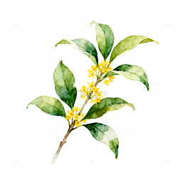水彩风格桂花插画设计素材