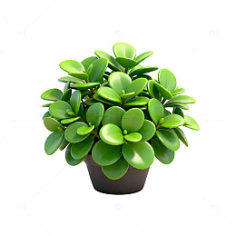 绿色多肉植物盆栽