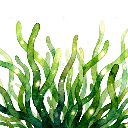 水彩绿色海藻图案设计素材