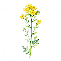 水彩油菜花插画素材