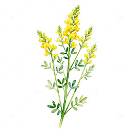 水彩风格油菜花插画