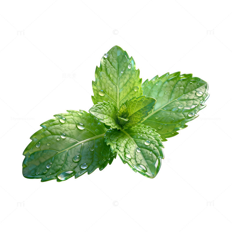 清新薄荷叶特写