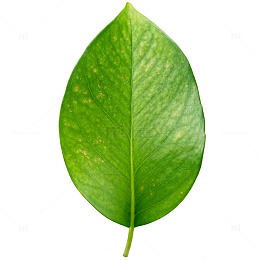 清新绿叶植物特写