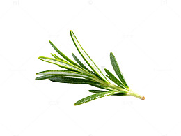 清新绿色迷迭香植物