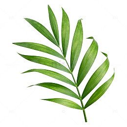 绿叶植物插画素材