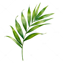 绿色植物水彩画叶子插画