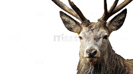 细腻纹理展现野性之美