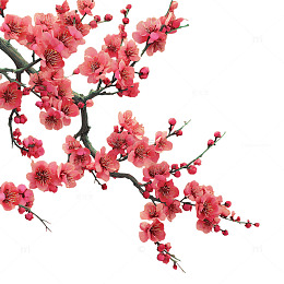 绚丽多姿的桃花盛放奇景