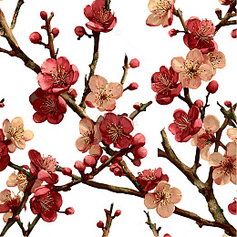 春日花语的秘密密码