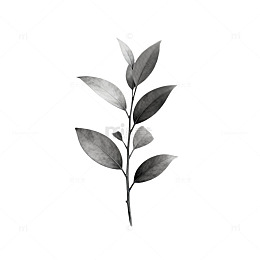 黑白素描植物枝叶艺术插画