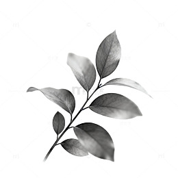 水墨风格植物插画