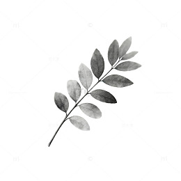 水墨风格植物插画叶子设计元素