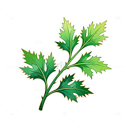 卡通风格香菜叶插画素材