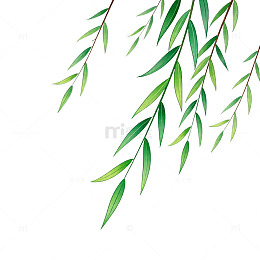 水彩柳枝插画设计素材