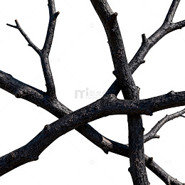 枯枝特写黑白艺术